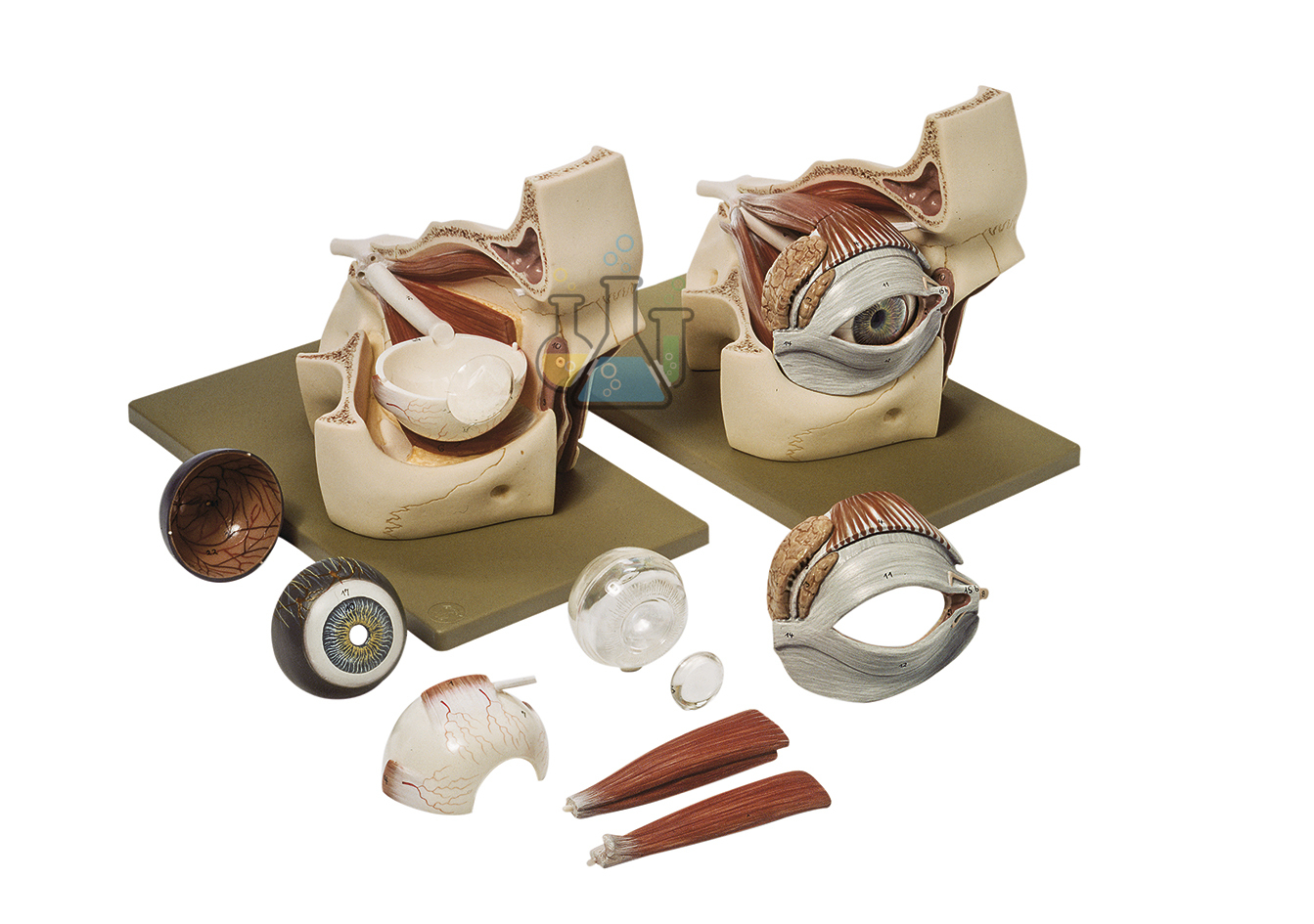 Eye Socket With Eyeball, 3X Magnification, 9 Parts,Model